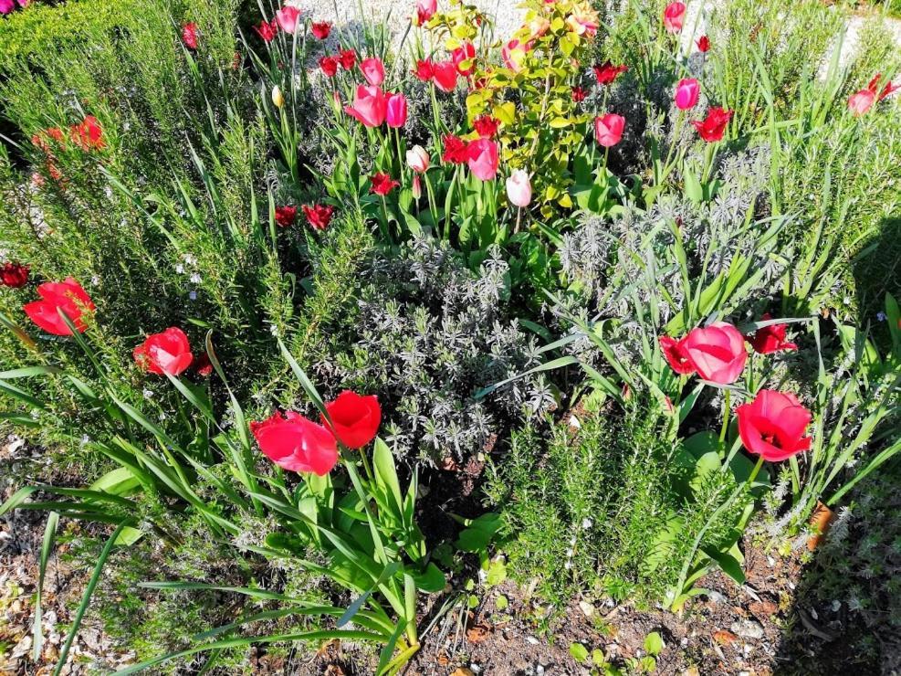 Bed and Breakfast Le Domaine Des Platanes Bourg-Charente Екстер'єр фото